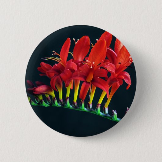 Badge Rond 5 Cm Crocosomie Lucifer Montbretia Floral (Devant)