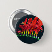 Badge Rond 5 Cm Crocosomie Lucifer Montbretia Floral (Devant & derrière)