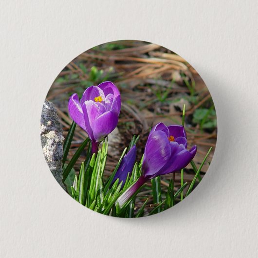 Badge Rond 5 Cm Crocus dans le bouton de fleur (Devant)