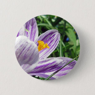 Badge Rond 5 Cm Crocus de printemps violet