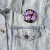 Badge Rond 5 Cm Crocus violets ensoleillés (En situation)