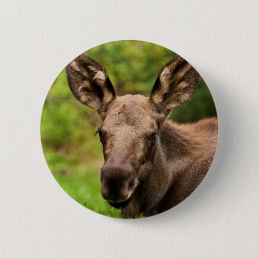Badge Rond 5 Cm Curieux orignal (Devant)