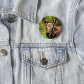 Badge Rond 5 Cm Curieux orignal (En situation)