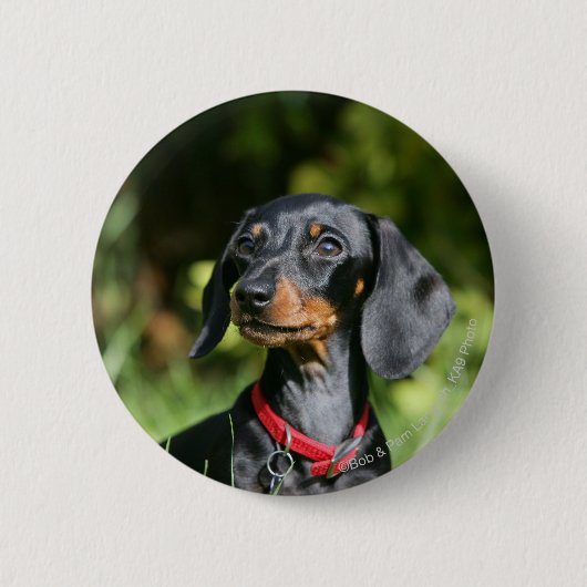 Badge Rond 5 Cm Dachshund miniature à poil lisse 3 (Devant)
