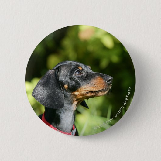 Badge Rond 5 Cm Dachshund noir et tean Miniture 3 (Devant)
