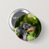 Badge Rond 5 Cm Dachshund noir et tean Miniture 3 (Devant & derrière)
