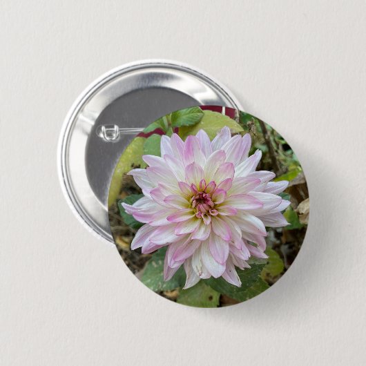 Badge Rond 5 Cm Dahlia à bout rose clair (Devant & derrière)