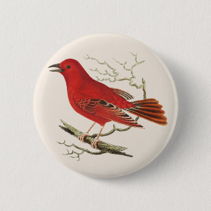 Badge Rond 5 Cm Décor d'art naturaliste vintage de la Tangara écar