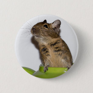 Badge Rond 5 Cm Degu en photographie verte
