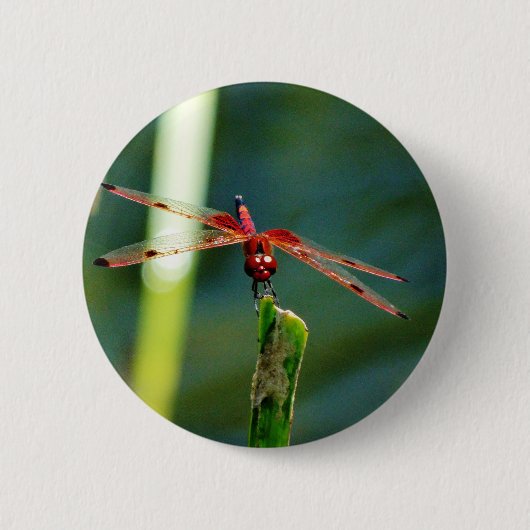 Badge Rond 5 Cm Dragonfly frontale rouge et noire (Devant)