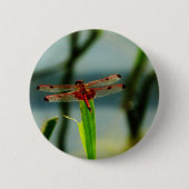 Badge Rond 5 Cm Dragonfly rouge et noire tachetée (Devant)