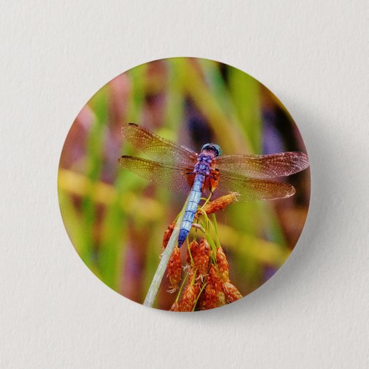 Badge Rond 5 Cm Dragonfly turquoise sur le carex (Devant)