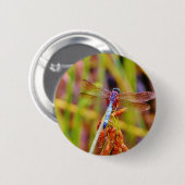 Badge Rond 5 Cm Dragonfly turquoise sur le carex (Devant & derrière)