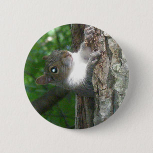 Badge Rond 5 Cm Écureuil gris (Sciurus carolinensis)