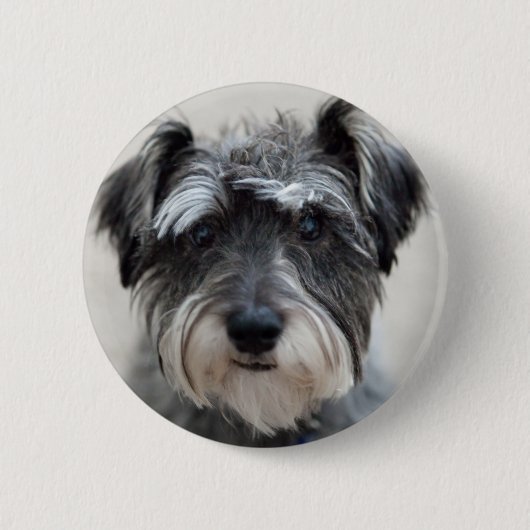 Badge Rond 5 Cm Épingle ronde de chien Schnauzer (Devant)