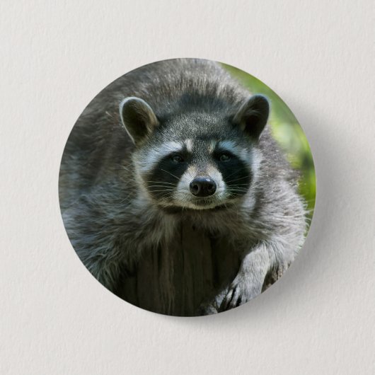 Badge Rond 5 Cm Épinglette de raton laveur (Devant)