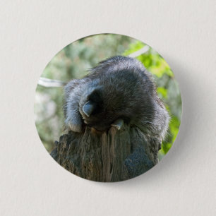 Badge Rond 5 Cm Épinglette Raton dormant