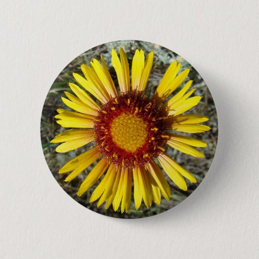 Badge Rond 5 Cm F1 Fleur sauvage jaune Gaillardia (Devant)