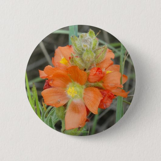 Badge Rond 5 Cm F40 Fleurs sauvages orange Mallow (Devant)