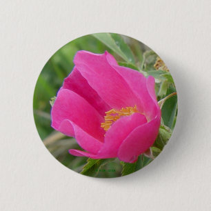 Badge Rond 5 Cm F7 Rose sauvage d'Alberta