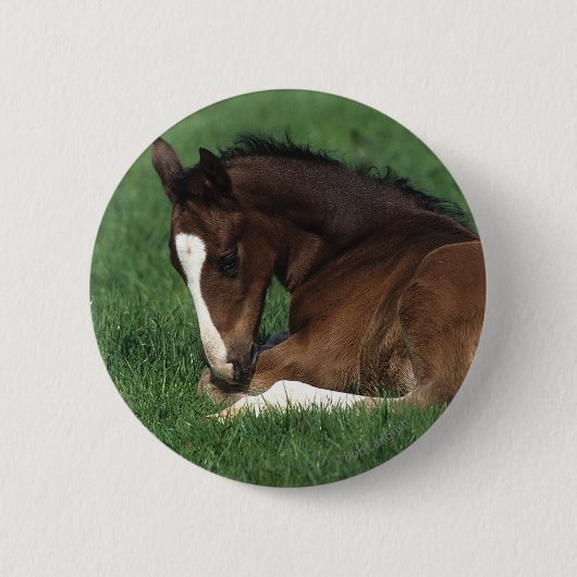 Badge Rond 5 Cm Fixation de poulain de Warmblood (Devant)