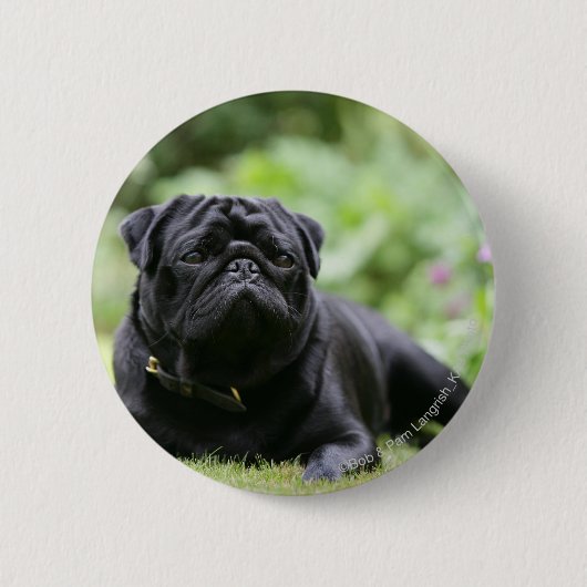 Badge Rond 5 Cm Fixation noire de carlin (Devant)