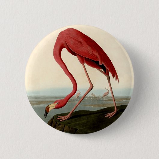 Badge Rond 5 Cm Flamant rose américain Audubon (Devant)