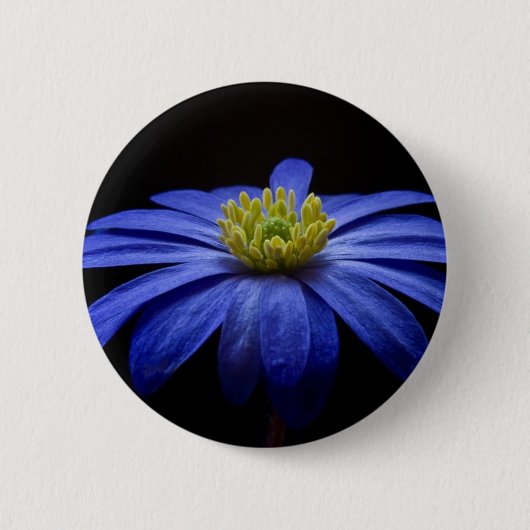 Badge Rond 5 Cm Fleur Gerbera Blue Daisy sur un arrière - plan noi (Devant)