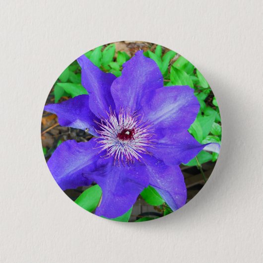 Badge Rond 5 Cm Fleur violette Clematis (Devant)