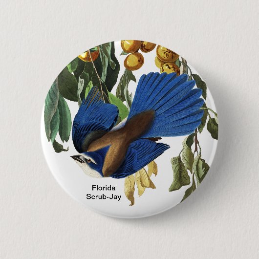 Badge Rond 5 Cm Floride Scrub-Jay, John James Audubon, Rare Bird, (Devant)