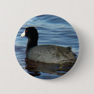 Badge Rond 5 Cm Foulque américaine B27