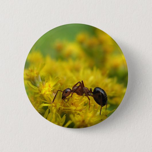 Badge Rond 5 Cm Fourmi minuscule sur l'or (Devant)