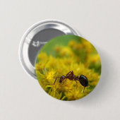 Badge Rond 5 Cm Fourmi minuscule sur l'or (Devant & derrière)