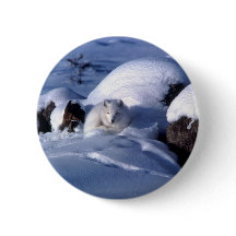 Fox arctique américain