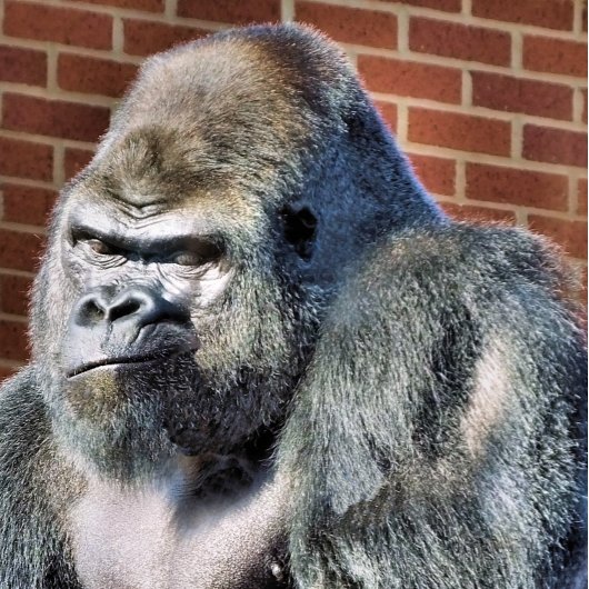 BADGE ROND 5 CM FUNNY GORILLA