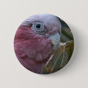 Badge Rond 5 Cm Galah ou Cacatoès à tête rose