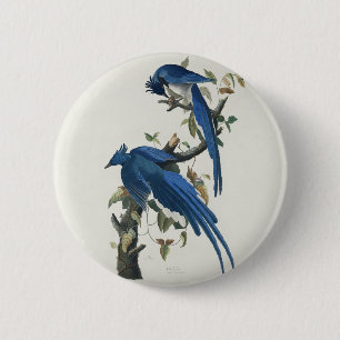 Badge Rond 5 Cm Geai de Columbia d'Audubon Geai à gorge noire