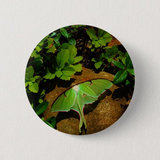 Badge Rond 5 Cm Giant Green Luna moth (Devant)