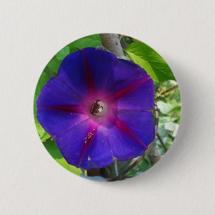 Badge Rond 5 Cm Gloire du matin