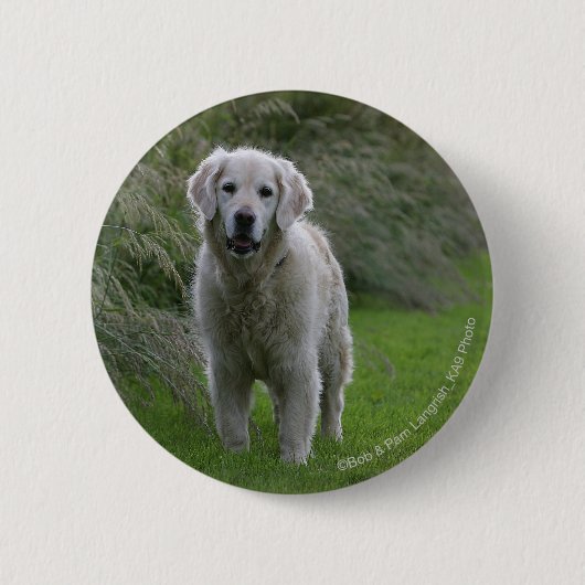 Badge Rond 5 Cm Golden retriever courant 2 (Devant)