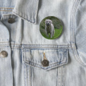 Badge Rond 5 Cm Golden retriever courant 2 (En situation)