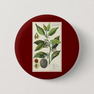 Badge Rond 5 Cm Graines de fruits Plantes de muscade vintage, Herb