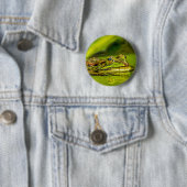 Badge Rond 5 Cm grenouille à eau (En situation)