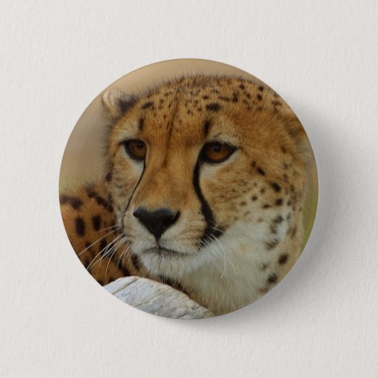 Badge Rond 5 Cm Guépard (Devant)