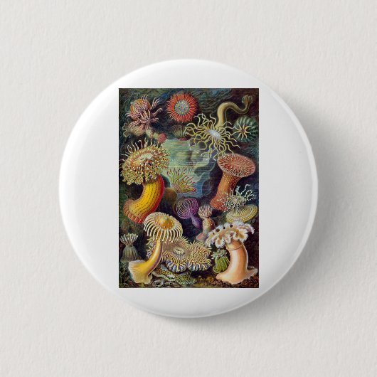 Badge Rond 5 Cm Haeckel (Devant)