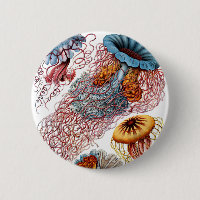 Haeckel Discomedusae