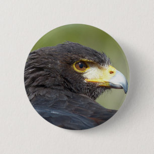 Badge Rond 5 Cm Harris Hawk