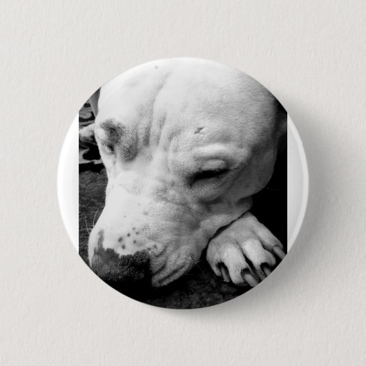 Badge Rond 5 Cm harry potter cicatrice chien pit bull blanc (Devant)
