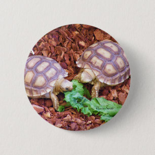 Badge Rond 5 Cm Hatchlings de tortue de Sulcata