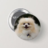 Badge Rond 5 Cm Headshot 1 de Pomeranian (Devant & derrière)